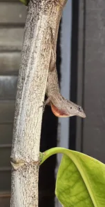 Photo of the Day: Amazing Anole